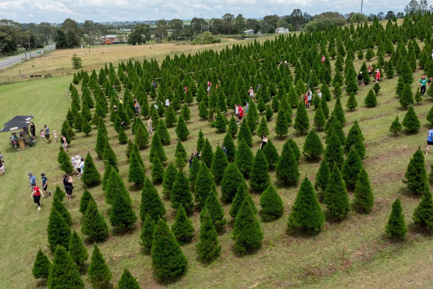Sydney christmas tree farm